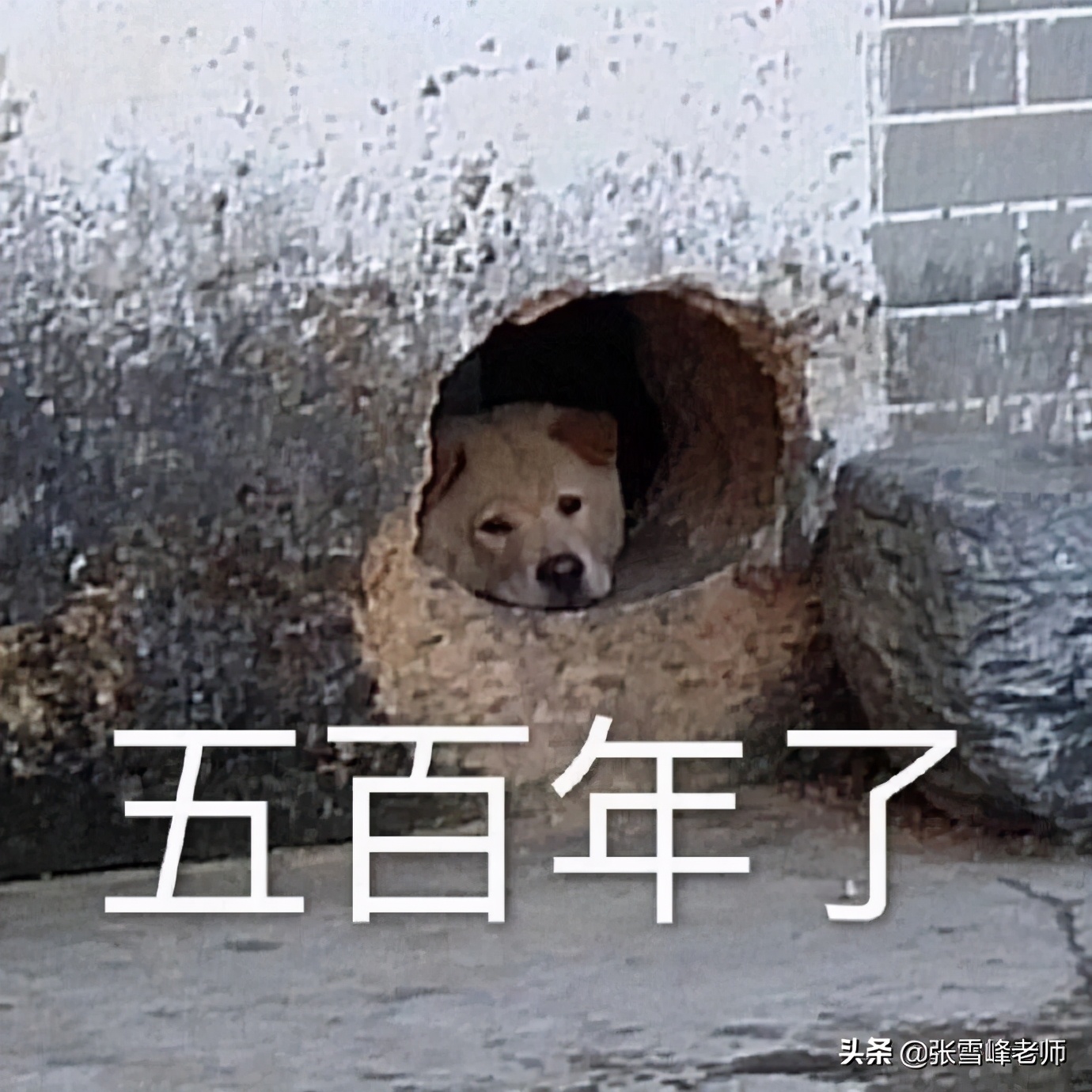 张雪峰南京大学合并（张雪峰老师）