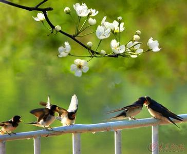 原创诗词：赏 梅 （10首）