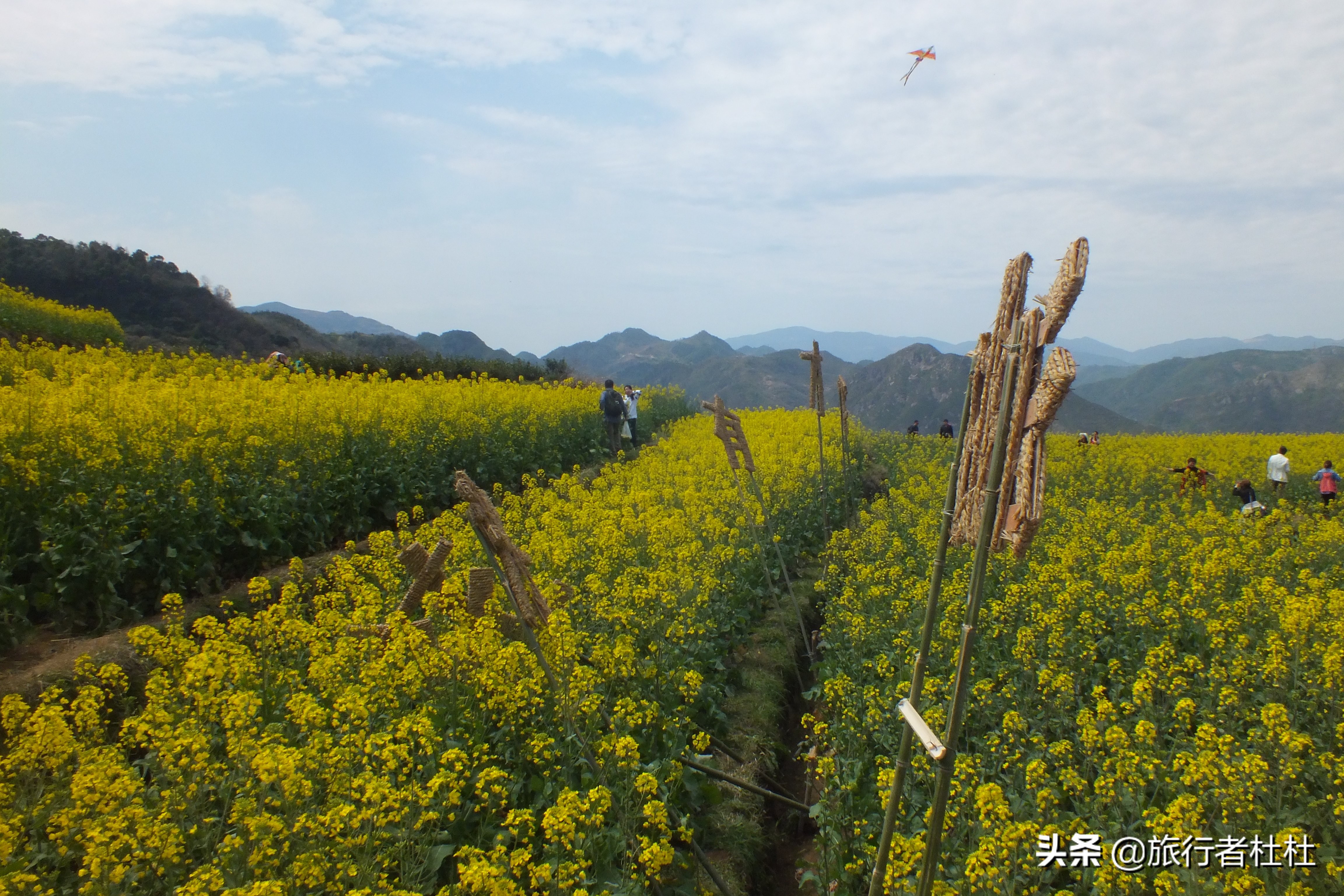 宁海桑洲油菜花图片