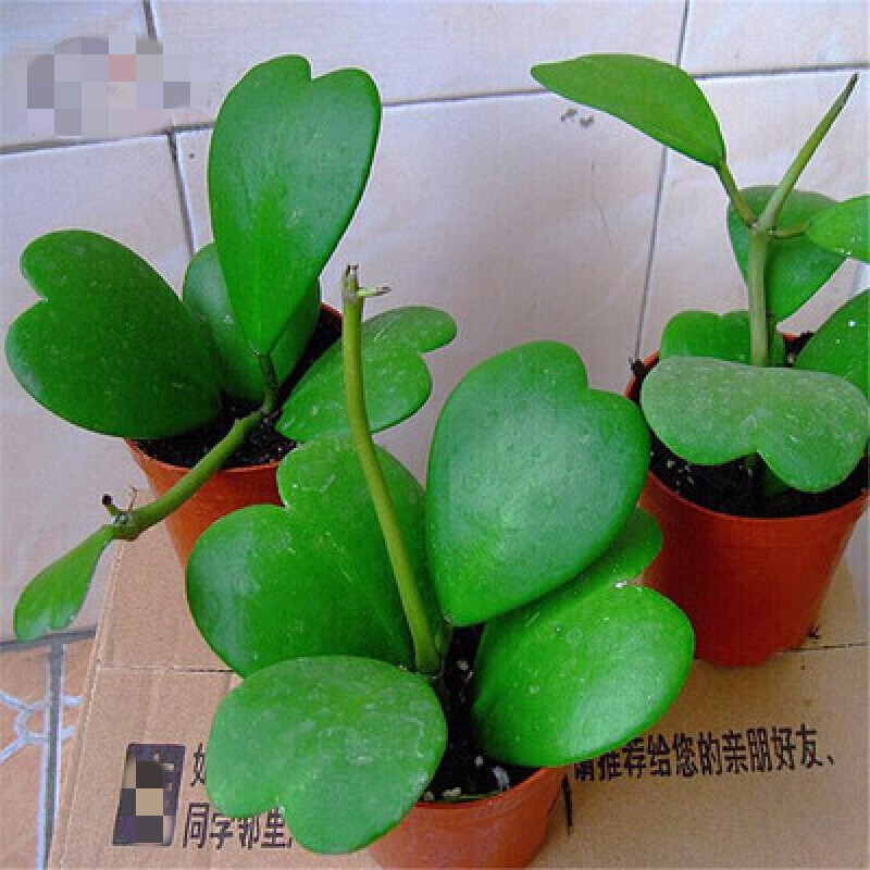 紫罗兰有毒吗（100种室内盆栽花草图鉴）
