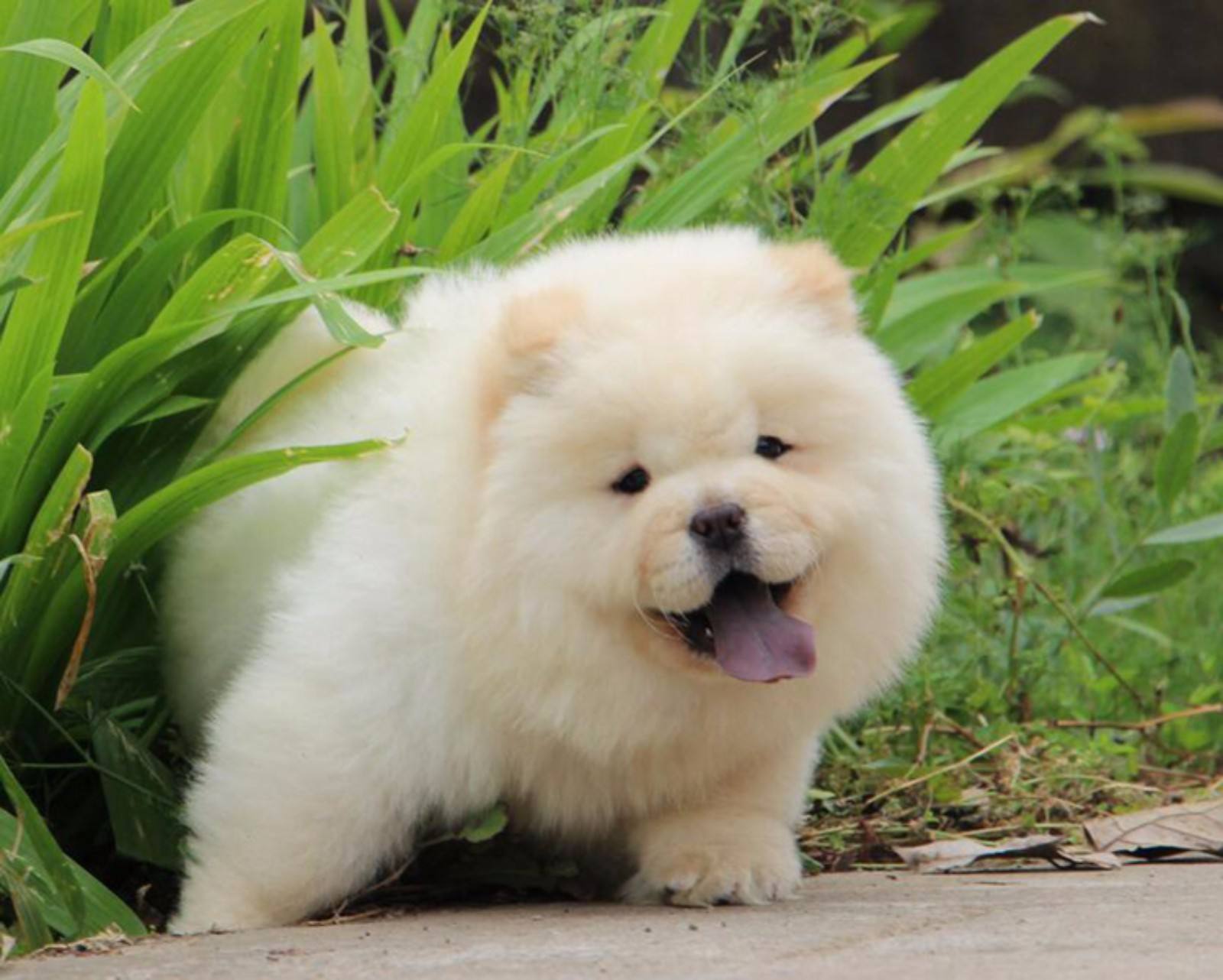 为什么在国外爆火的松狮犬,在国内却越来越少人养?原因有8个