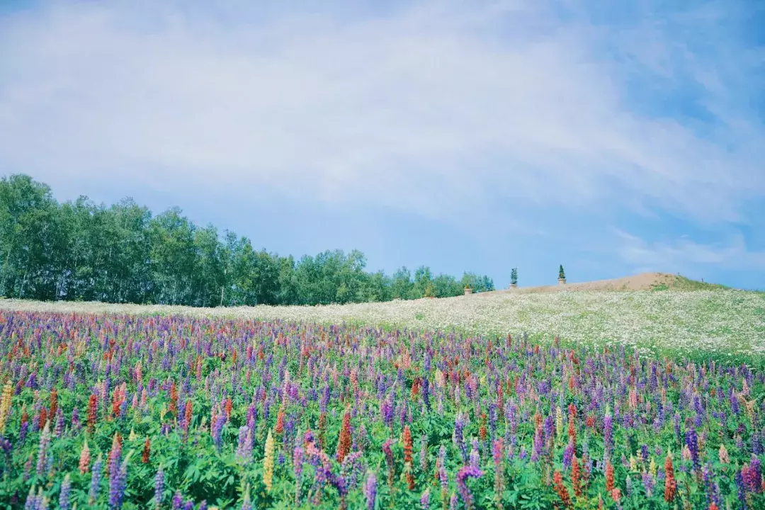 暑期亲子壮游:在夏日北海道,接受山川粮食的教育