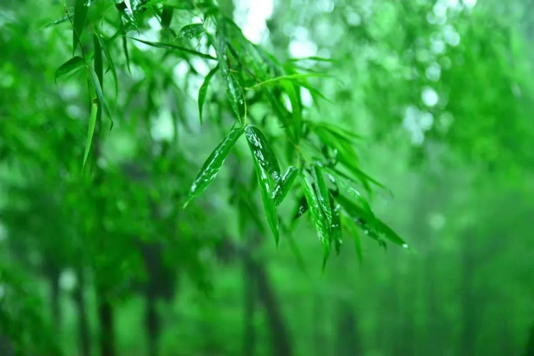 敬亭烟雨，「雨后美景」藏不住......