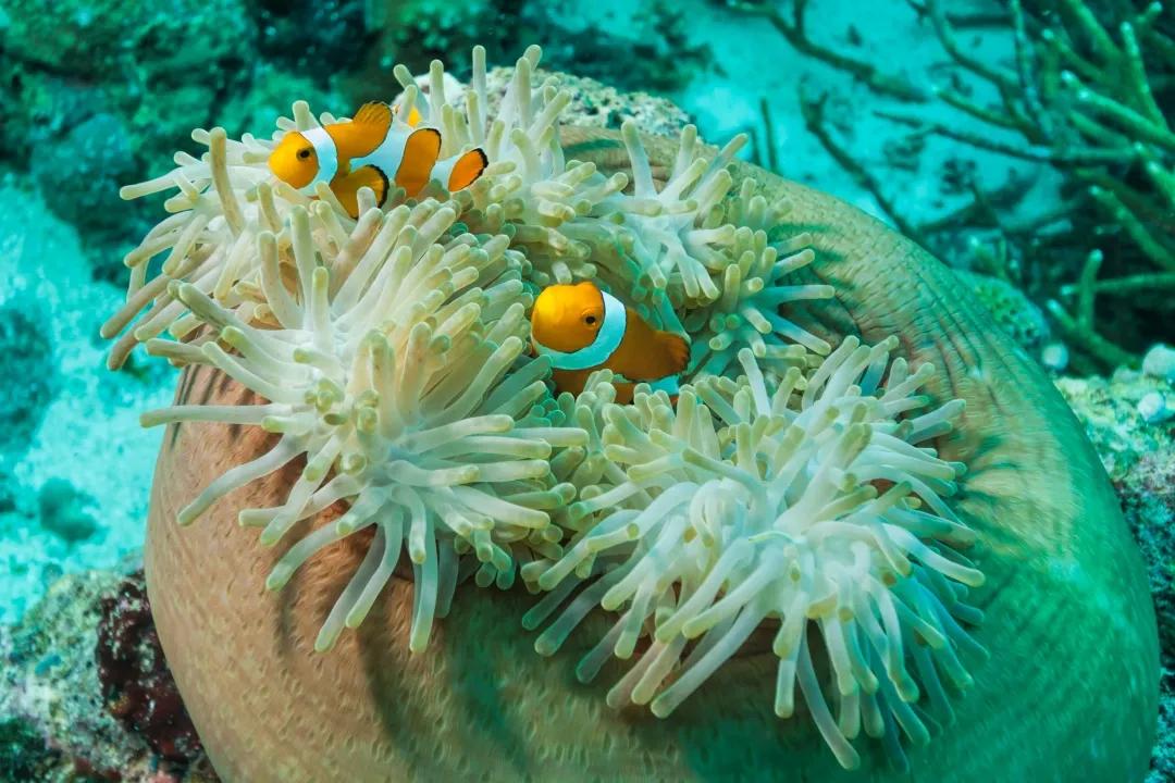珊瑚是生物吗?珊瑚到底是动物还是植物 | we生活