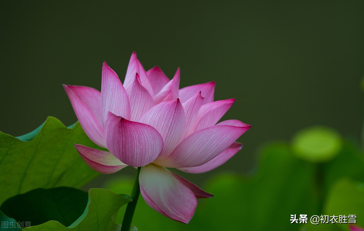 莲花古诗五首，莲子清如水，莲心彻底红，莲花中国古代的爱情之花