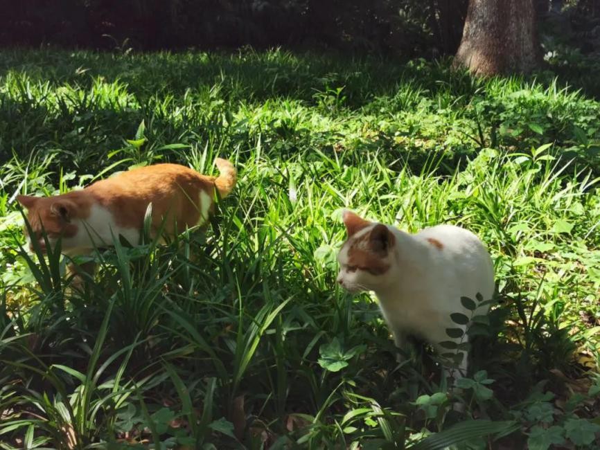 高清大图惊艳来袭！江苏这些“校花”神仙颜值，你Pick哪一个