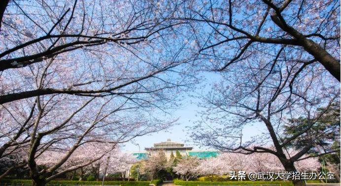 武汉大学：中国“最最最最最最最”令人向往的大学之一！