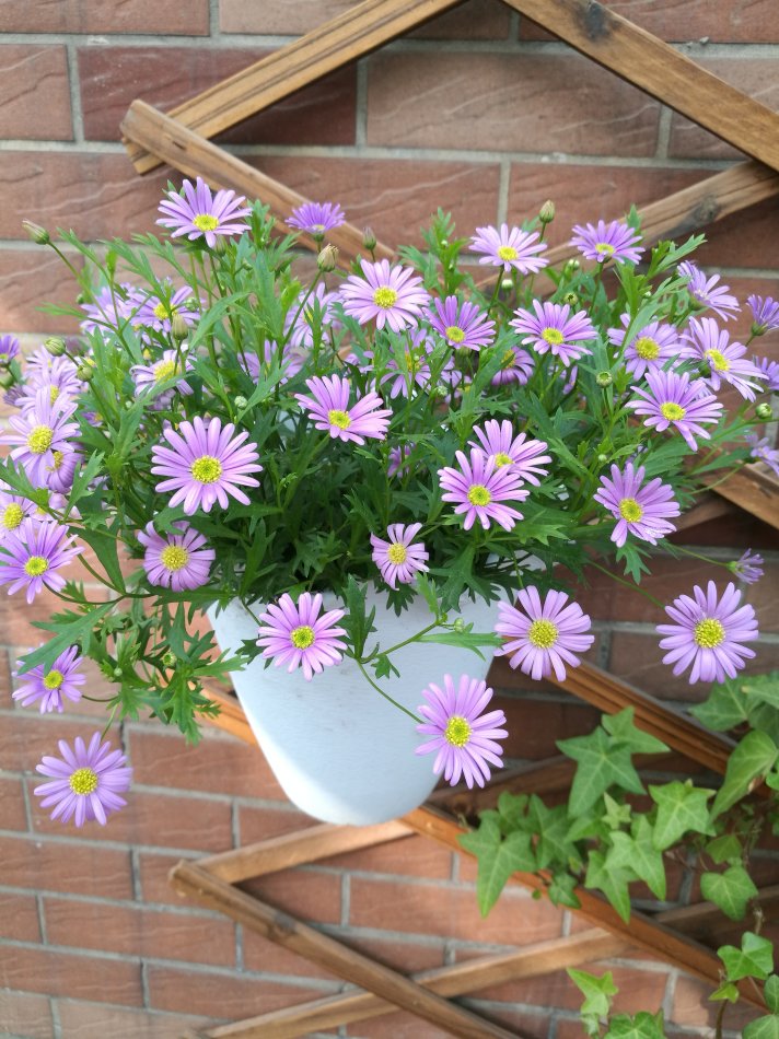 盆栽花卉大全(盆栽花卉大全图片)