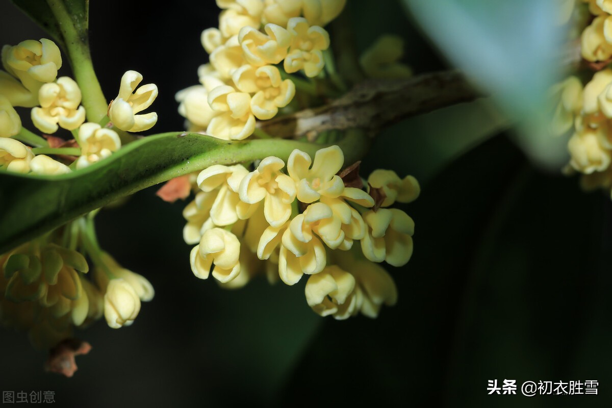 明丽清新桂花绝句六首：桂不多花细细风，晚秋风物早春诗