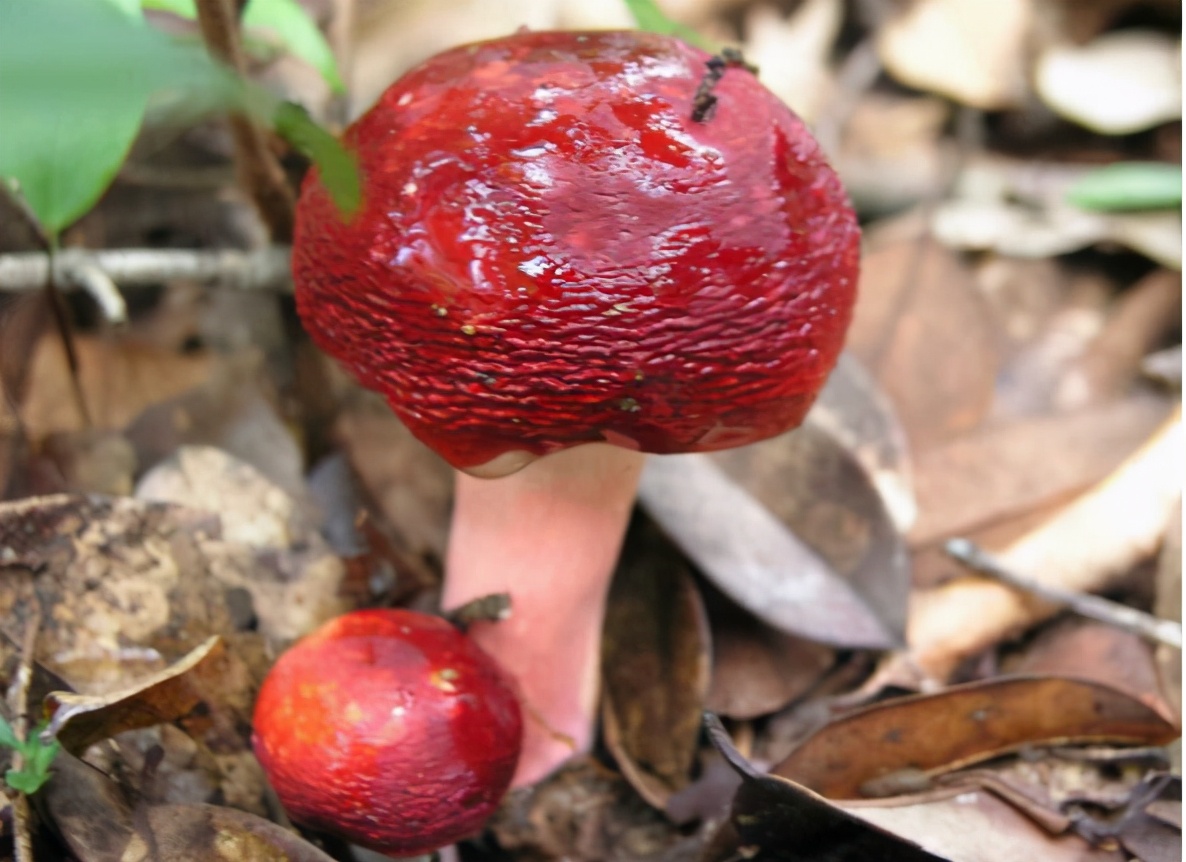 酷似小红伞的“红菇”，曾认为有毒遭随意踩踏，现在“高不可攀”