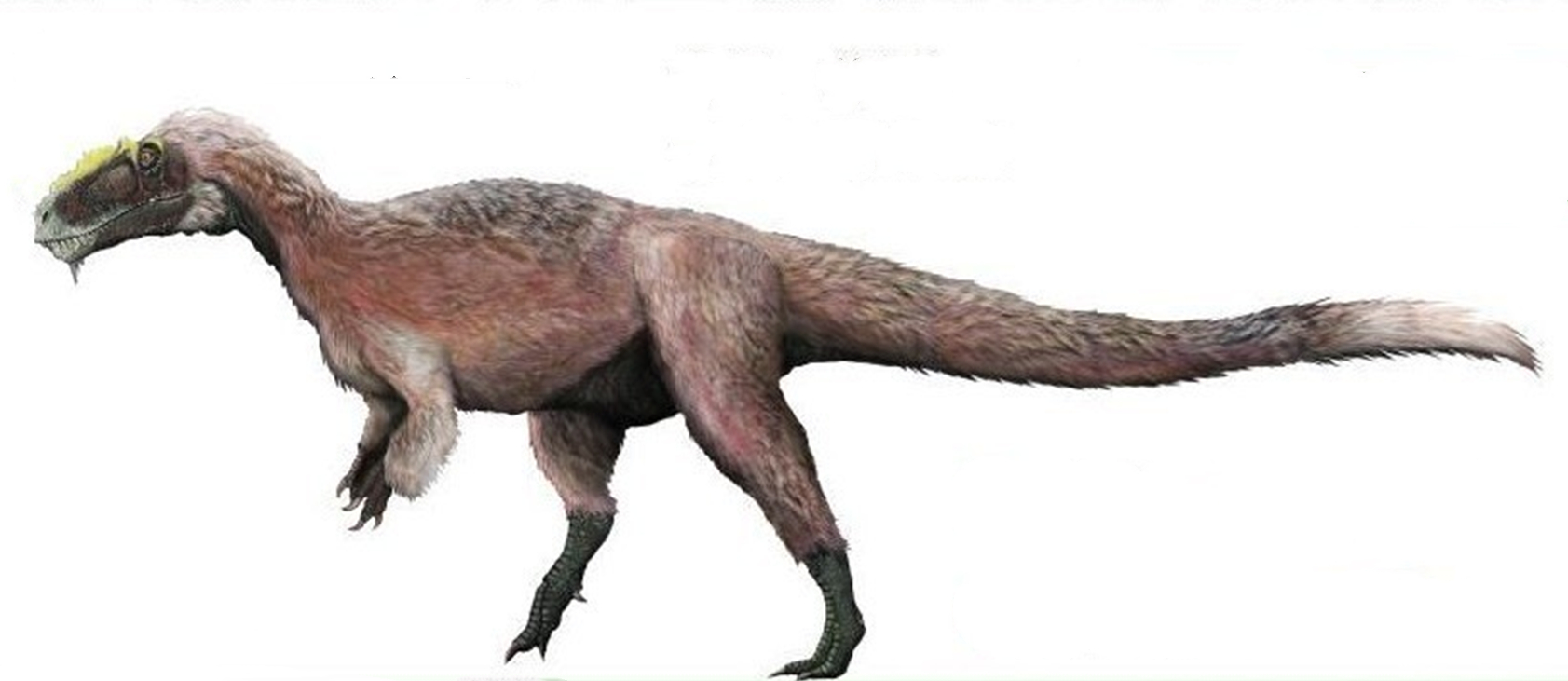 带羽毛的霸王龙出现(霸王龙是有羽毛的) - 趣味头条