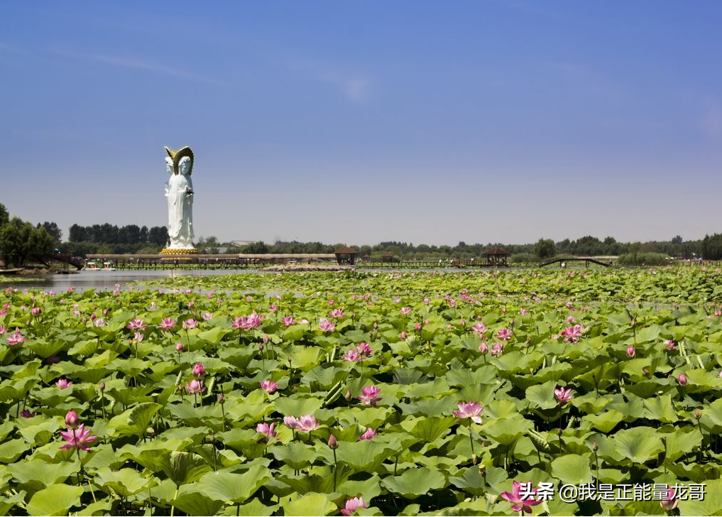 保定白洋淀(保定白洋淀景区开放了吗)-骁龙网