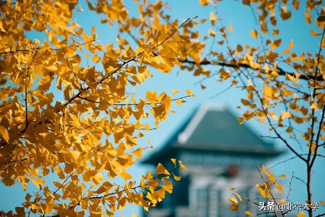 独家限定！北大赏秋地图来了