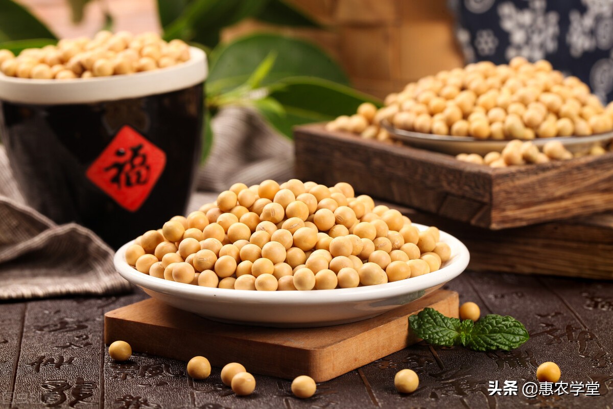 现在大豆价格多少钱一斤？2021年10月大豆最新行情走势预测分析