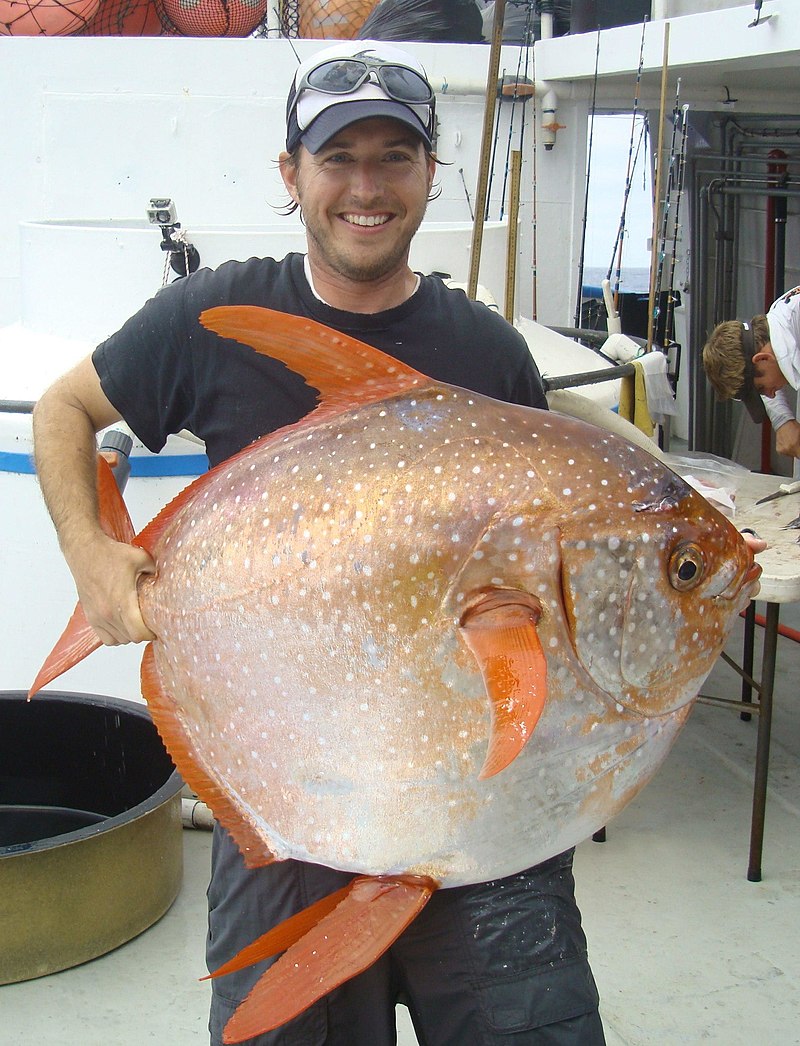 魚類會冷嗎？河流都結(jié)冰的冬天，魚類為什么很少被凍死？