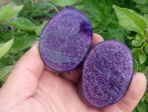 紫土豆营养丰富，味道鲜美，天然颜色让人更有食欲