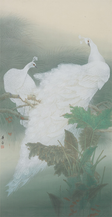 高贵,冷艳的白孔雀