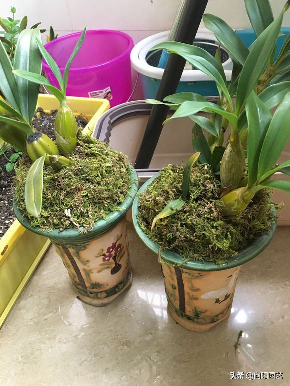 她养的石斛开花少，竟然“炒鸡蛋”了，石斛还能吃？第一次听说