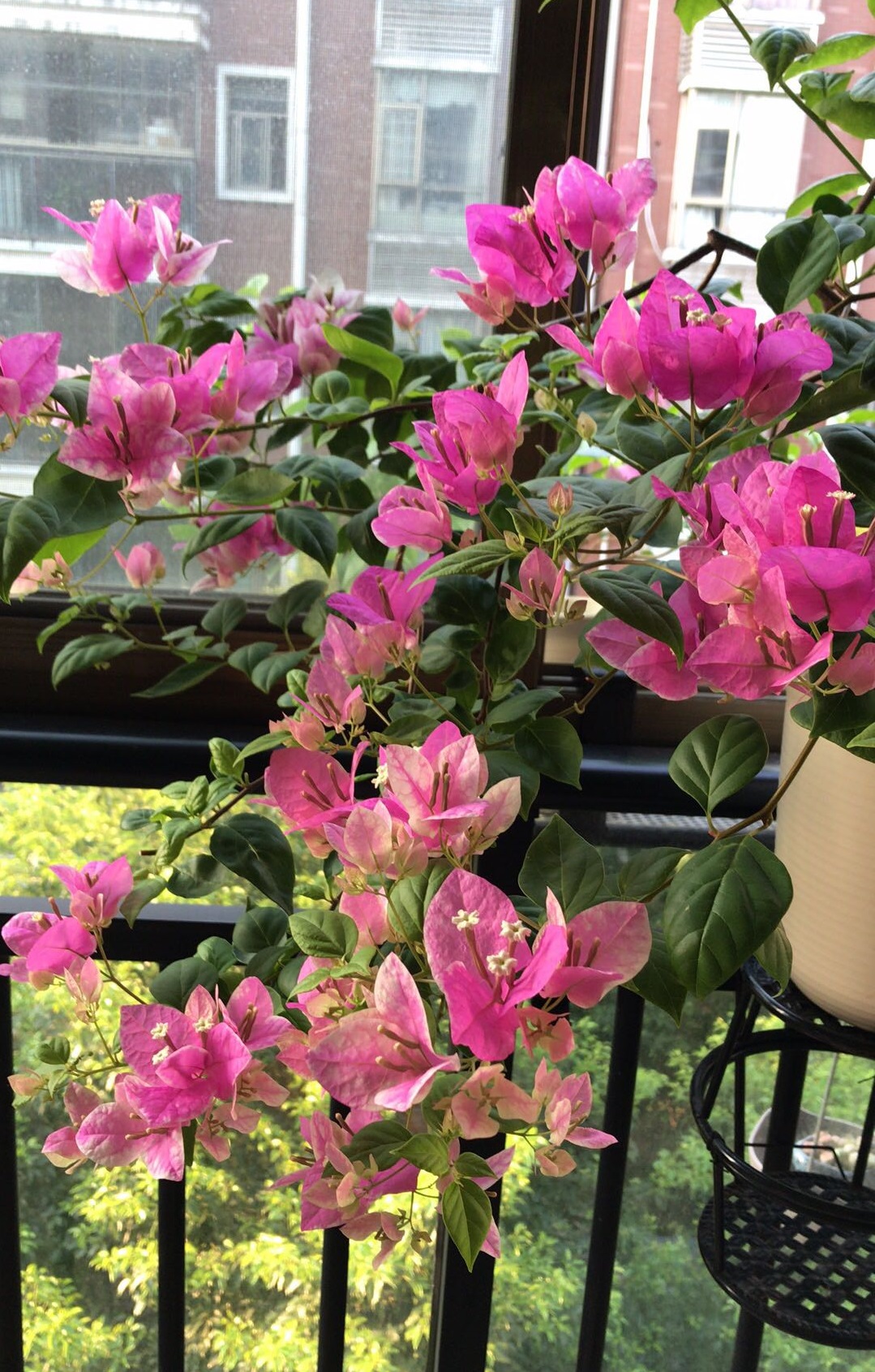 红芯樱花三角梅怎么养比较好「图文」 -骁龙网