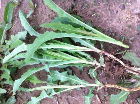 吃起来苦苦的菜_味道苦的蔬菜