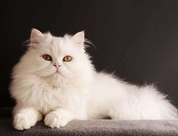 想养颜值高的长毛猫，可是布偶猫太贵？其实中国大白猫一点也不差