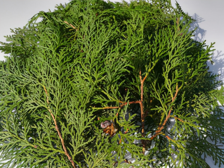 柏树价格一立方多少钱侧柏枝5元一把