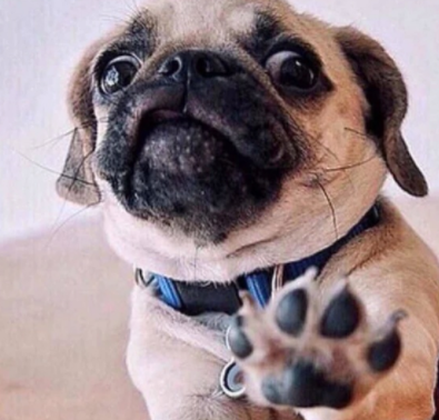 说巴哥犬难养的,却不知道有这些“好处”,养了没后悔过!