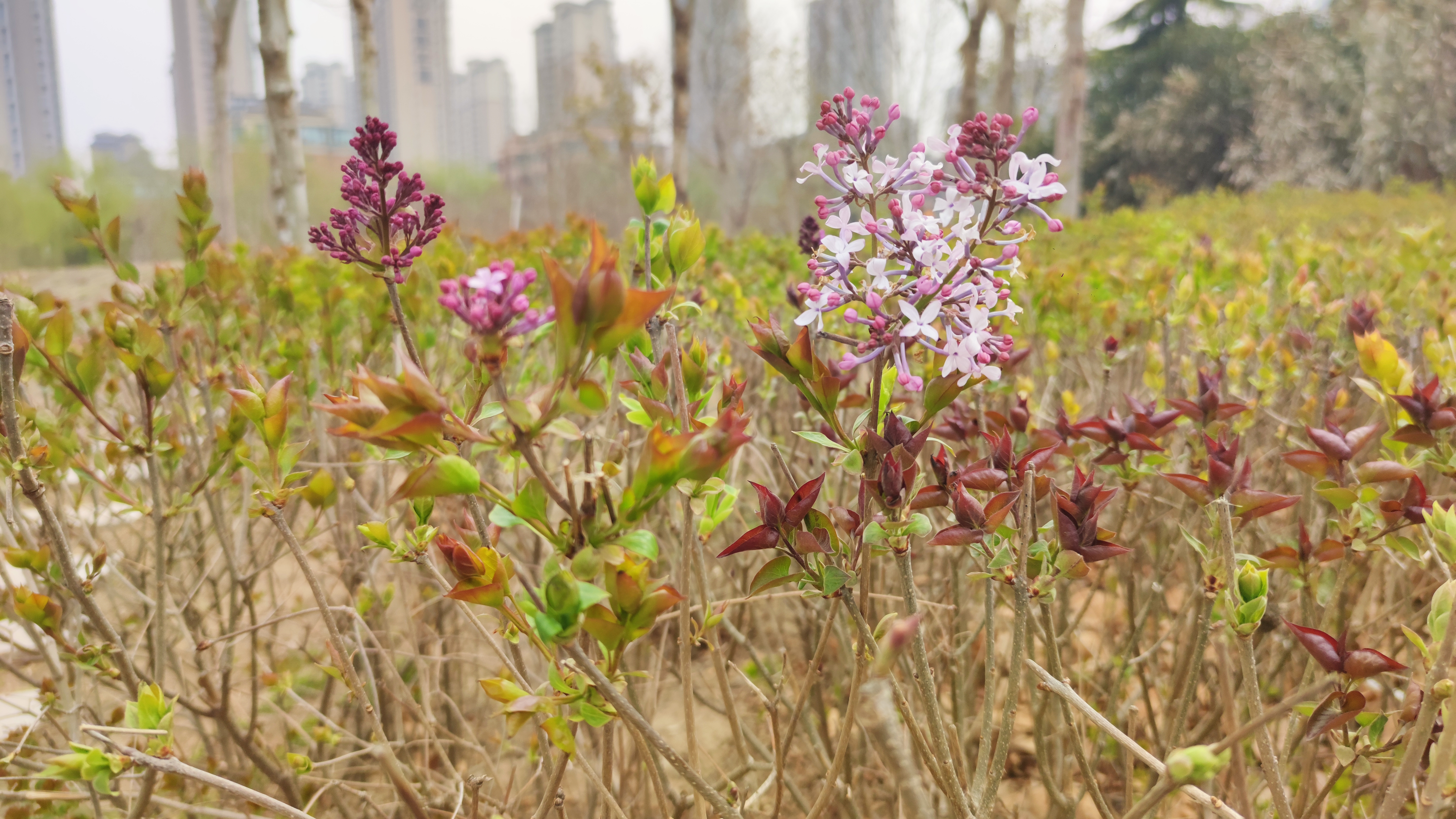 开封春季赏花最新攻略：古典、繁盛、烂漫、娴静、端庄的不同春色
