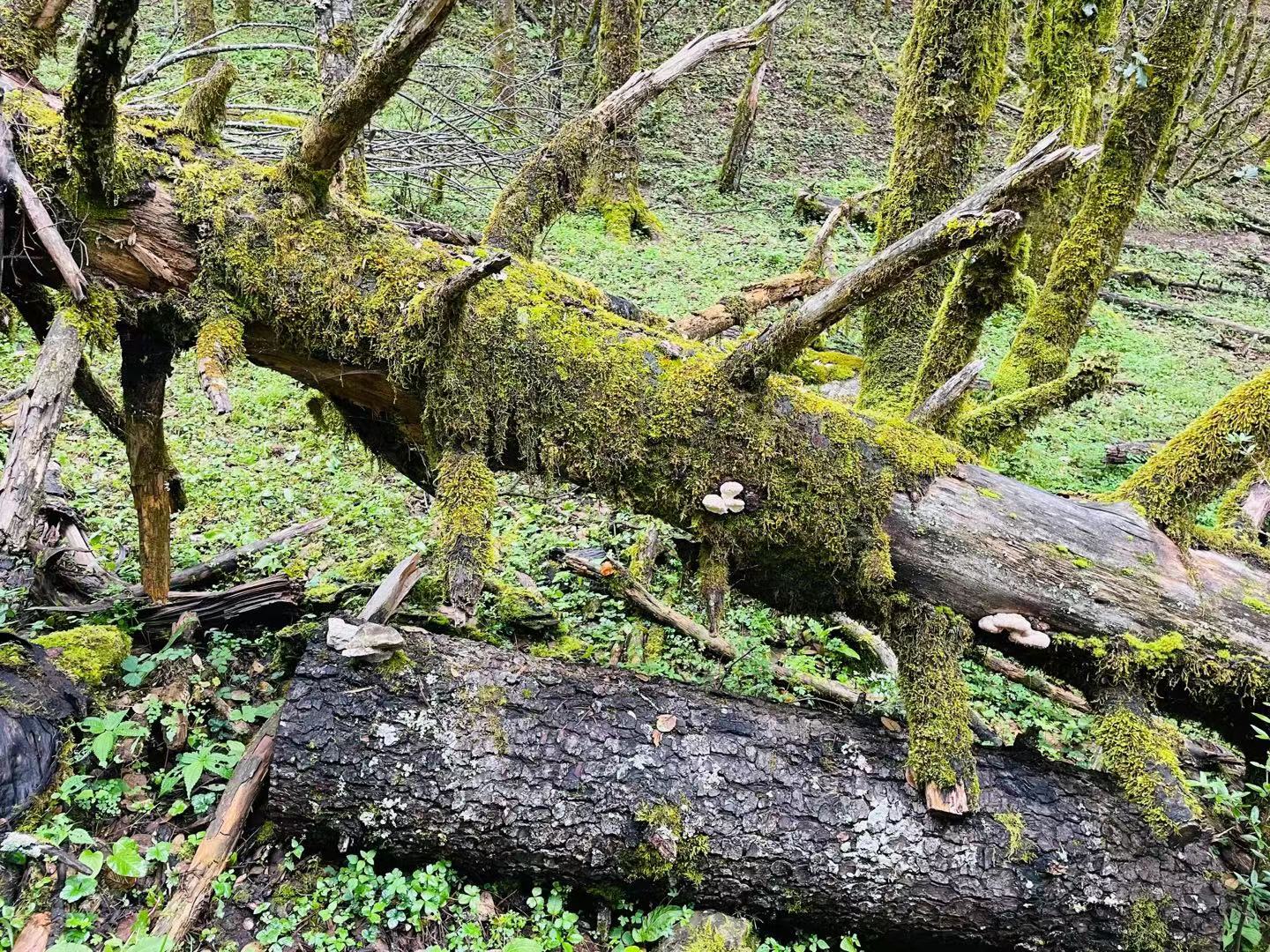 玉龙雪山山麓的蓝月谷，是蔚蓝天空送给丽江的永恒印记