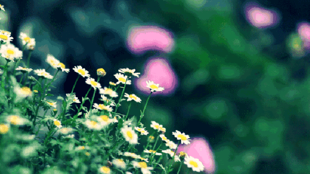 「散文悦读」“淡”字释义——云芳