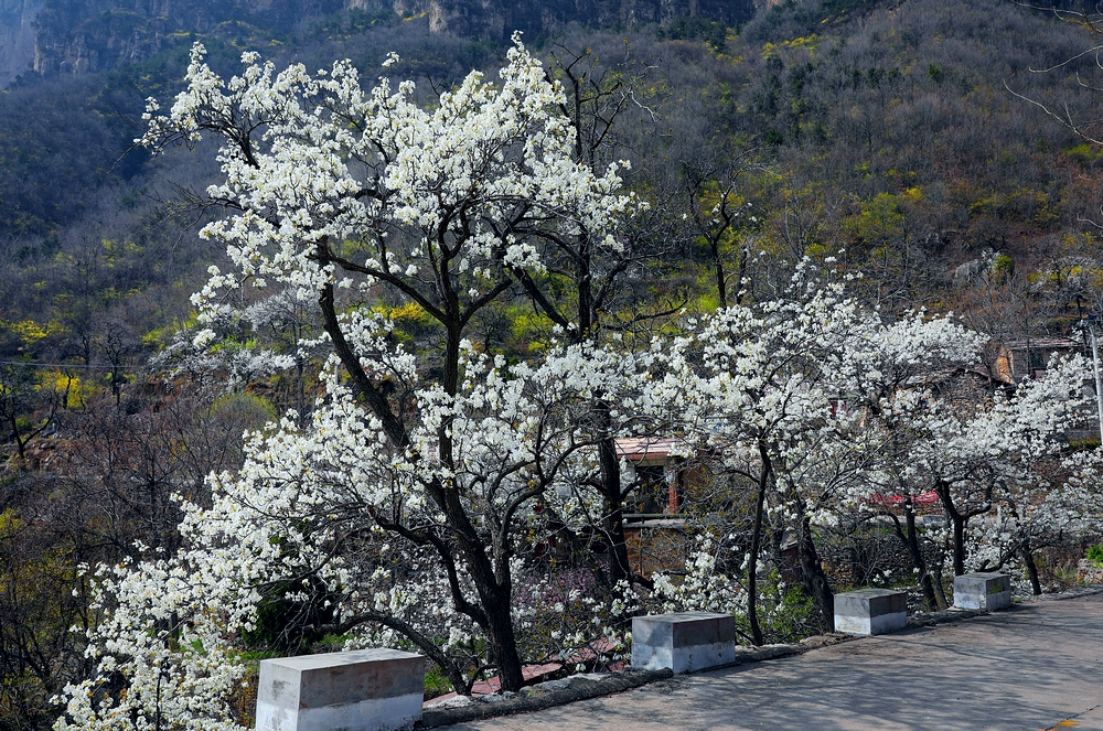 赏一场花宴，踏一方青翠，沉醉于太行山巅的世外桃源