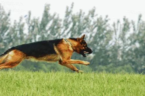 温柔的黑背牧羊犬来福