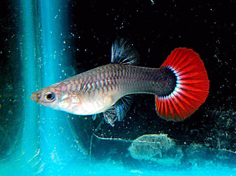 热带小鱼名字及图片(中国常见200种观赏鱼图文介绍) - 赤虎壹号