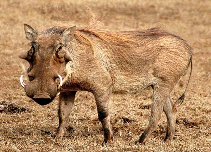 颜值最特别的10个动物