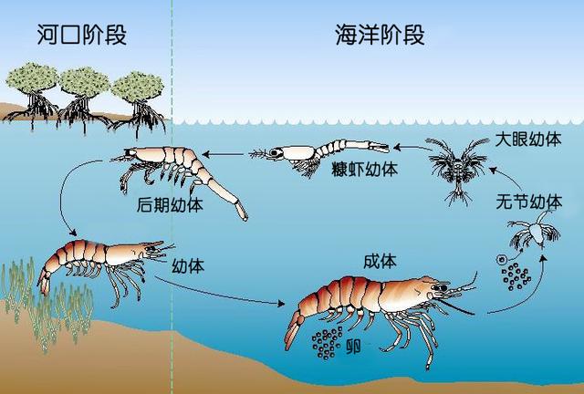 虾的品种有哪几种（如何辨别虾的类别种类）