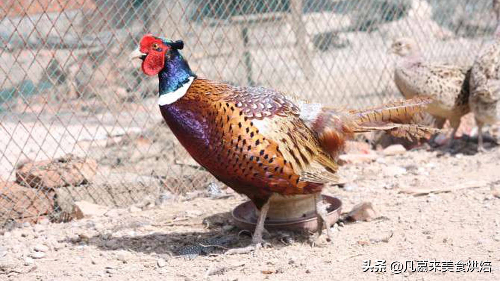 适合送礼的唐山特产（河北唐山有什么特产送人）