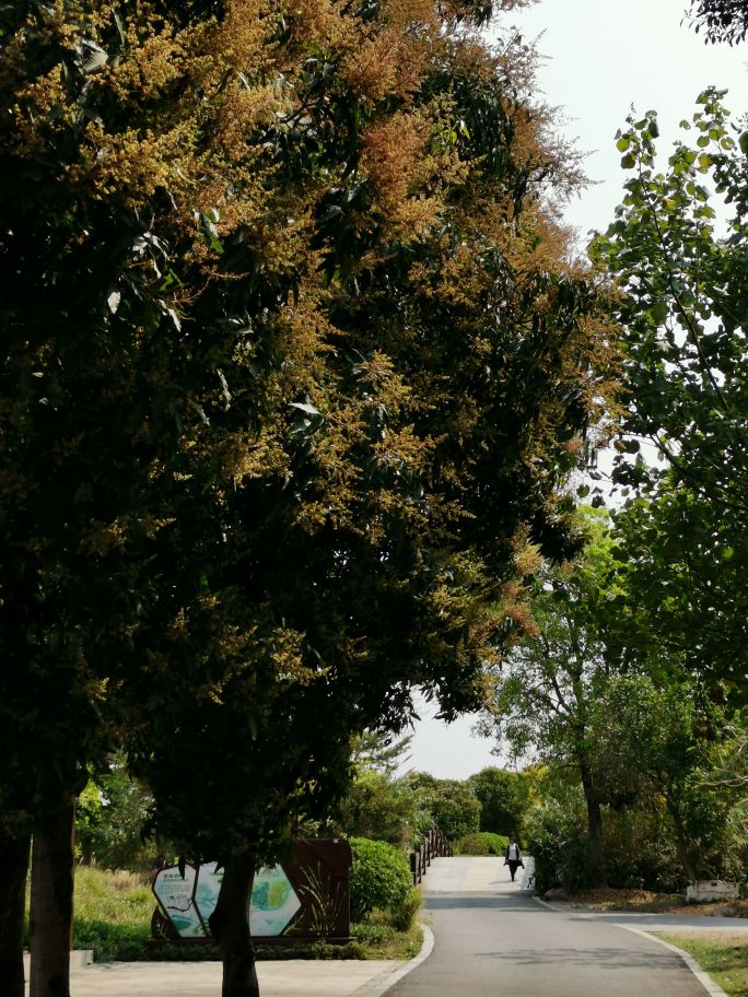 浓烈芬芳  春风十里赏花路  徜徉在广州海珠湿地的花海之中