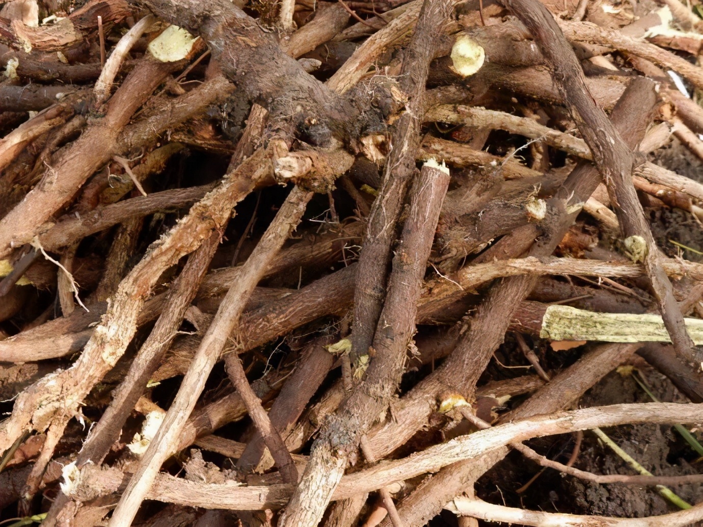 生甘草图片(不值钱) - 赤虎壹号