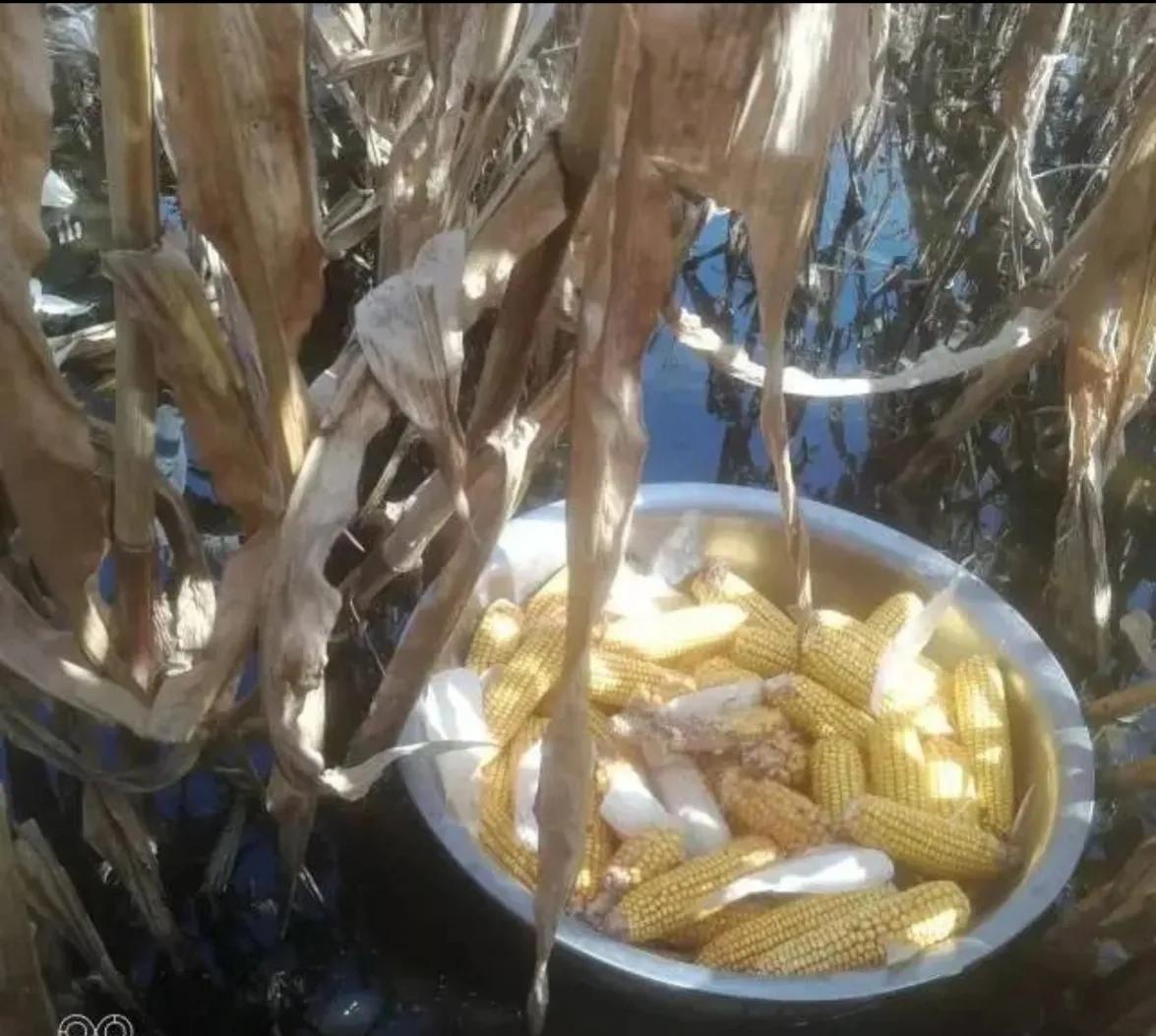 水里捞玉米有感，节约粮食，善莫大焉