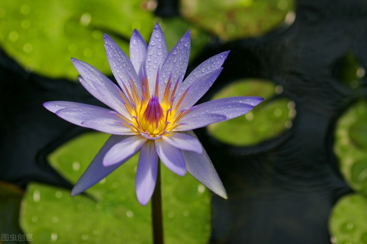 茉莉花有毒吗（20种常见的安全花无毒无害很安全）