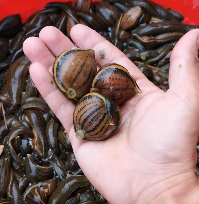 水蛭价格2015行情蚂蝗