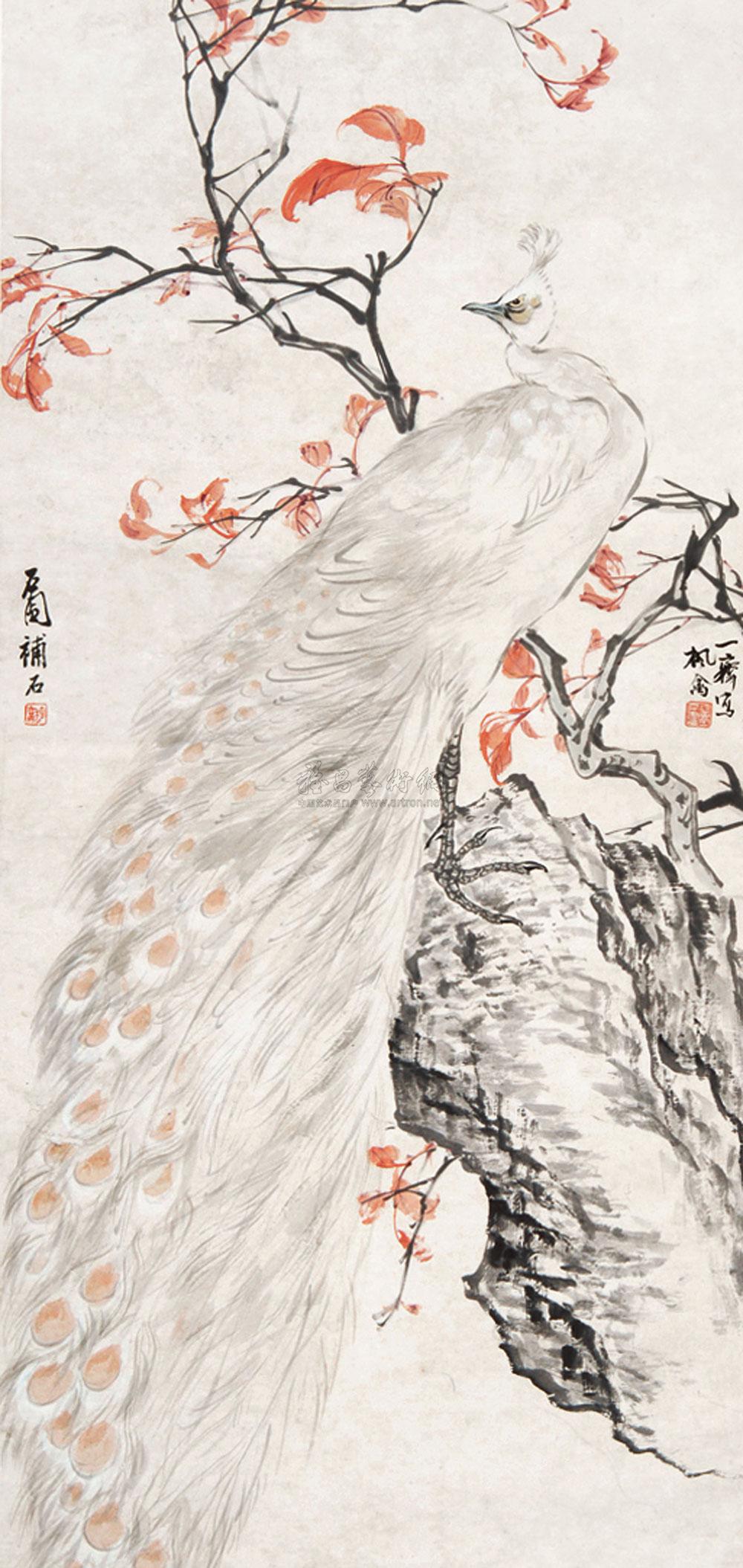 高贵,冷艳的白孔雀