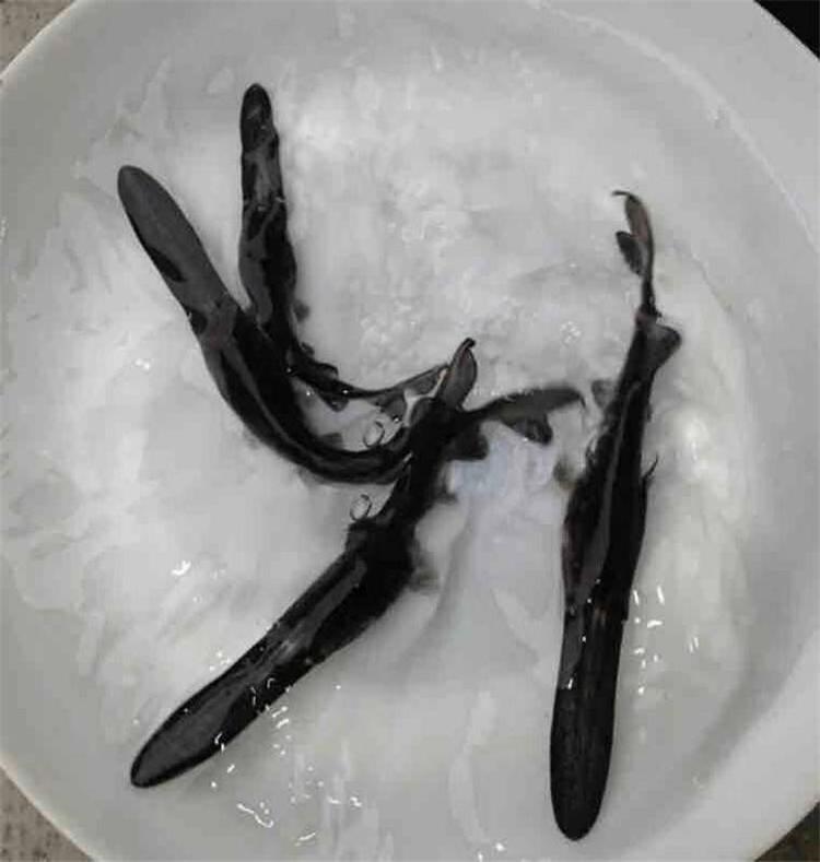 鴨嘴魚魚苗,