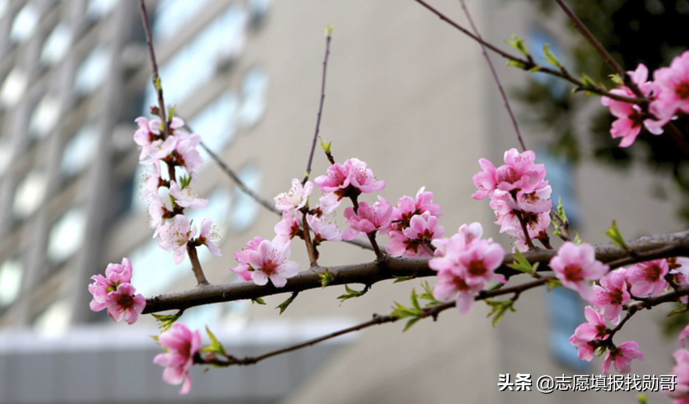 学计算机最好的11所普通大学，不比985、211差，毕业有高薪