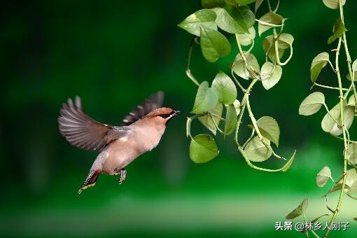 芦丁鸡能活多久寿命（芦丁鸡和鹌鹑有什么区别）