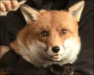 狐狸gif表情包可爱图片
