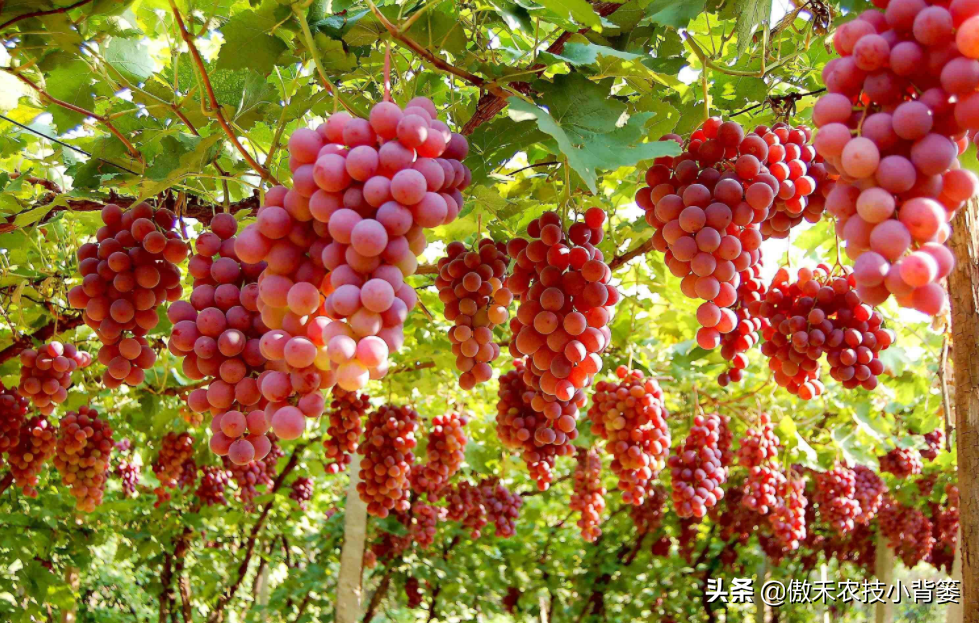 葡萄哪个品种最好葡萄品种大全图片