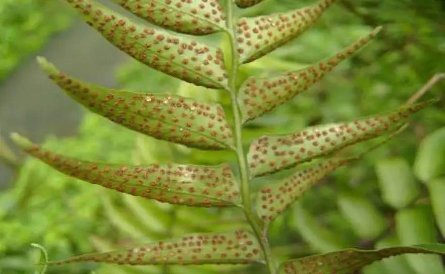 小贯众有大疗效