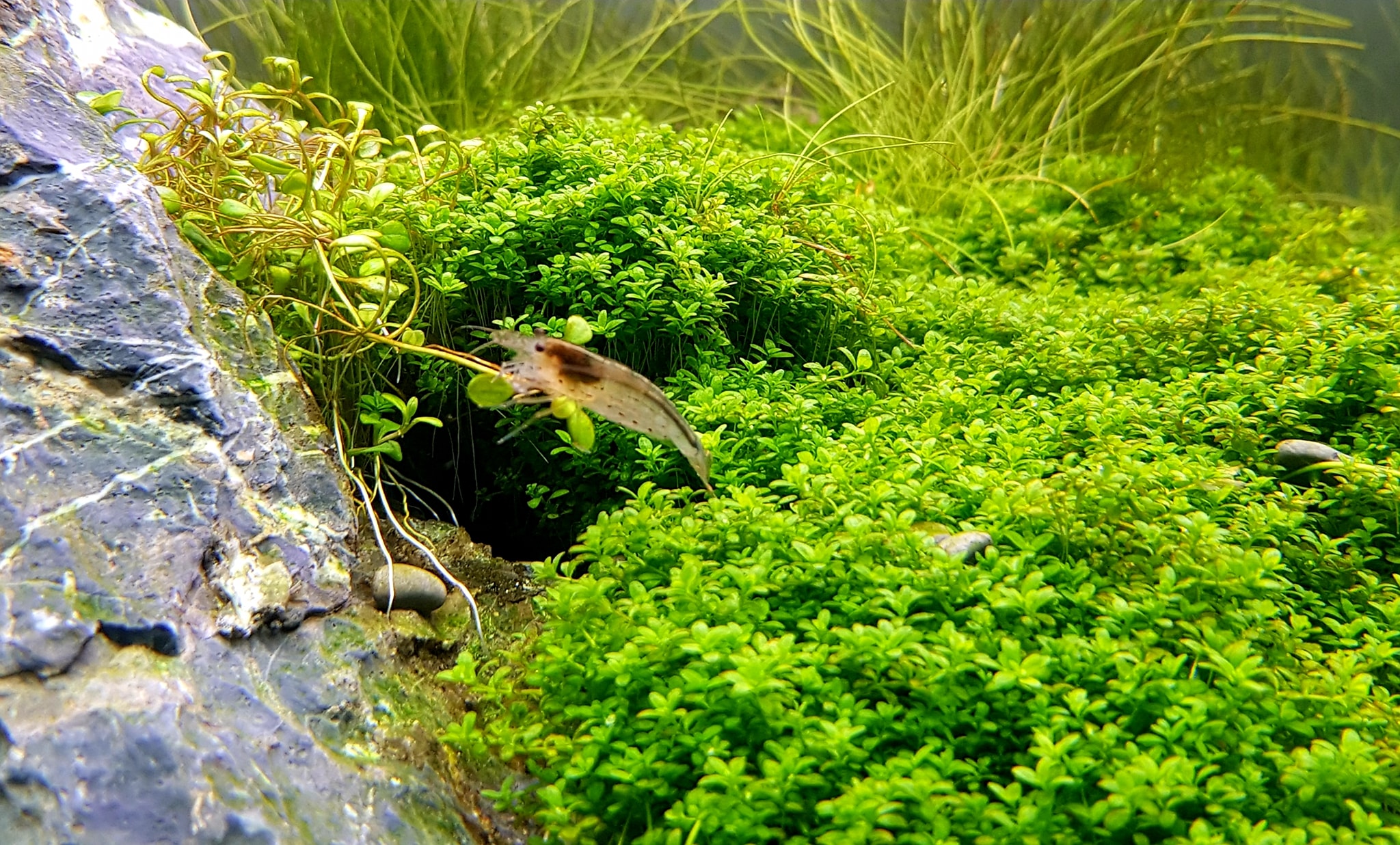 鹿角矮珍珠水草好养吗,怎么养 _极限路亚