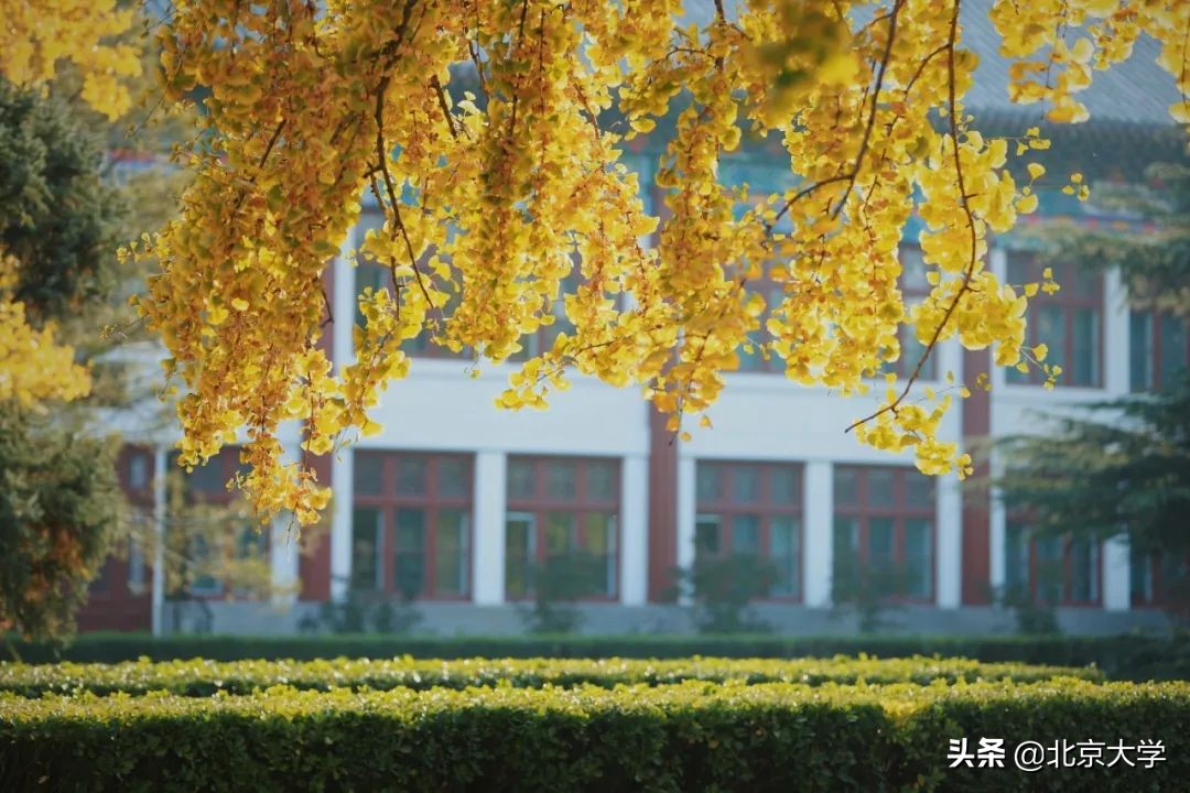 独家限定！北大赏秋地图来了